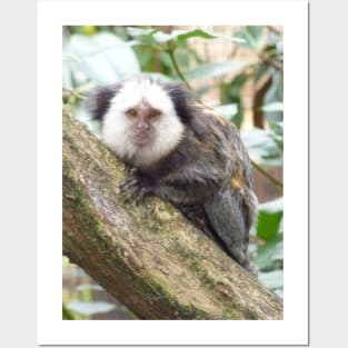 White Faced Marmoset Posters and Art